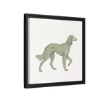 The Saluki Canvas — Framed Hound Print