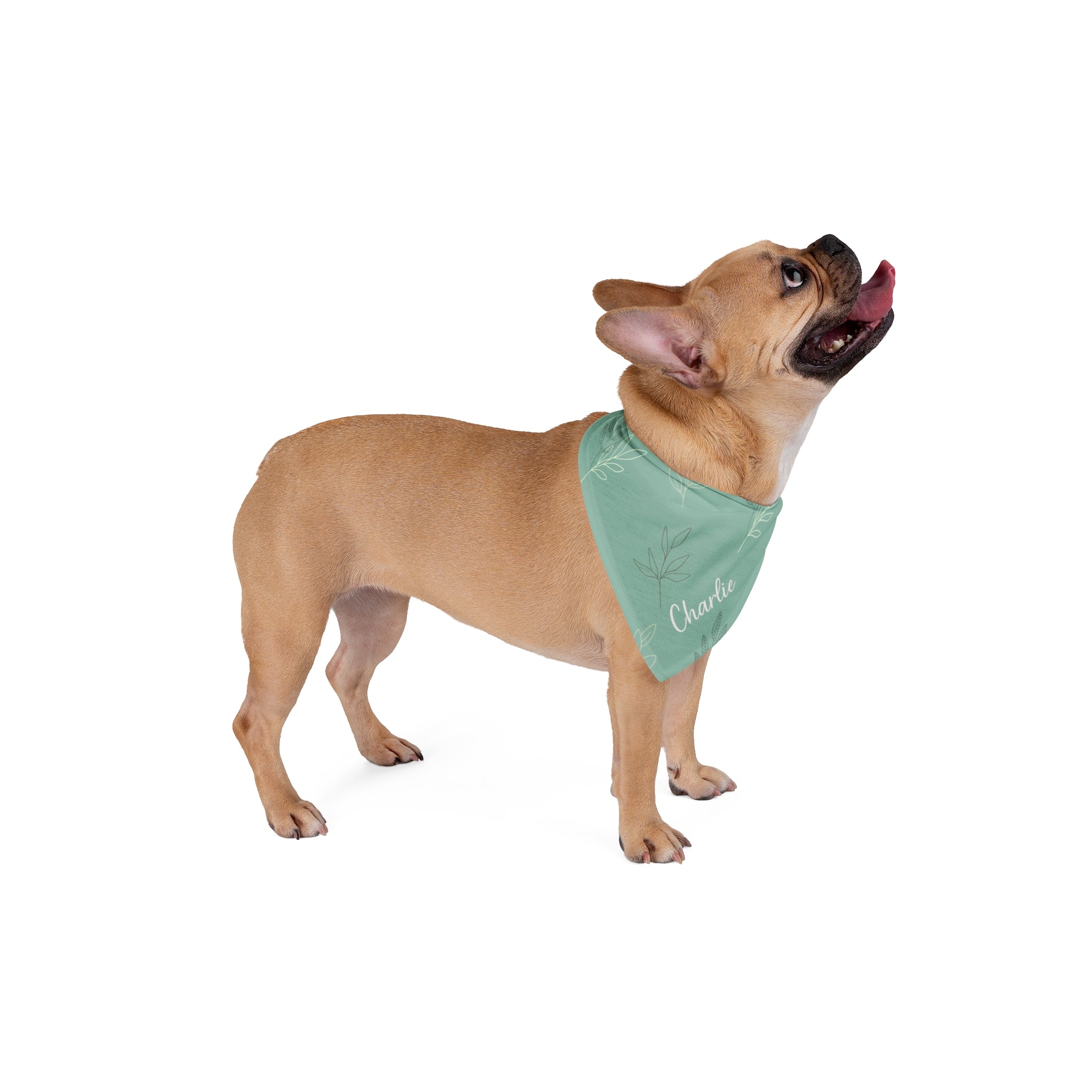 The Olive Branch Custom Name Sage Green Pet Bandana | Earthy Botanical Olive Branch Scarf | Quiet Luxury Neutral Dog Accessories — view 5