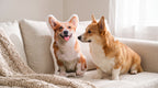 Custom Shaped Pet Pillows — view 3