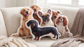 Custom Shaped Pet Pillows — Aspen Paws