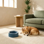 The Switch Slow-Feed Bowl — Aspen Paws